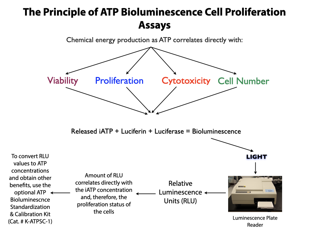 Principle of ATP Bioluminescence Readout Assays from Preferred Cell Systems™